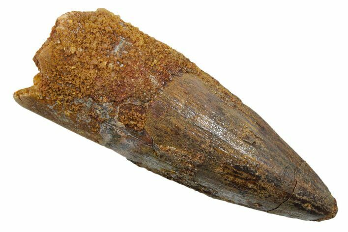 Fossil Spinosaurus Tooth - Real Dinosaur Tooth #349760